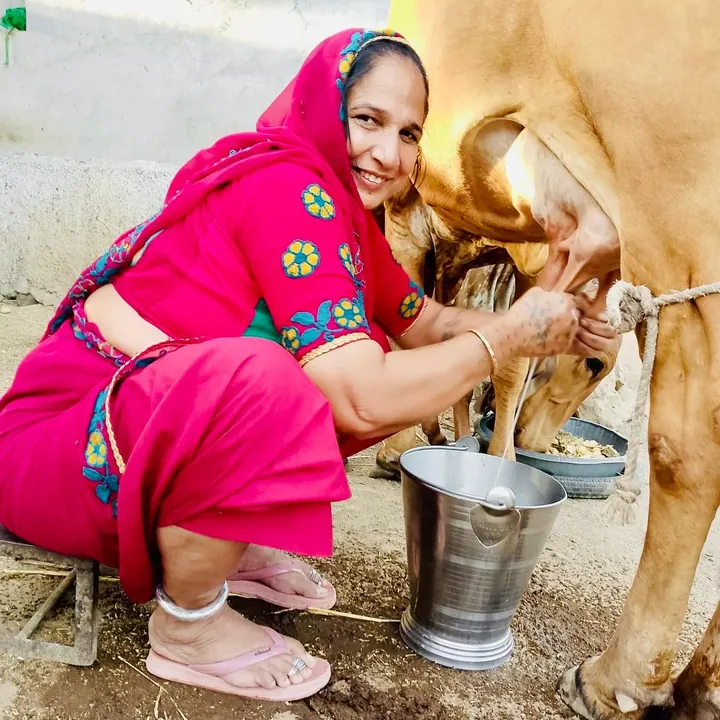 Gir cows at Gir Govalan